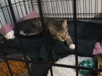 Woody -  Domestic Short Hair Cat for Adoption in PORT WENTWRTH, Georgia - Woody | PetCurious