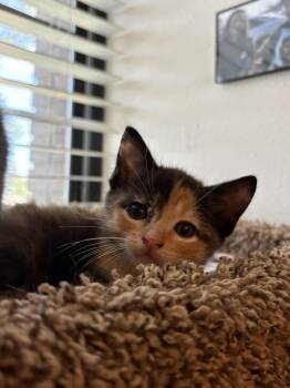 Margo Ratatouille -  Calico and Domestic Short Hair Cat for Adoption in Dallas, Texas - Margo Ratatouille | PetCurious
