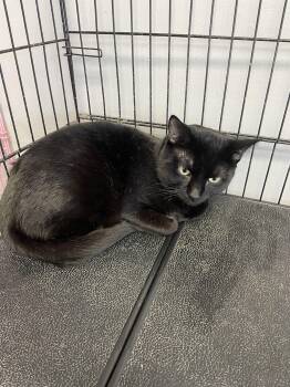 Domestic Short Hair Cats Available for Adoption - Salem | PetCurious