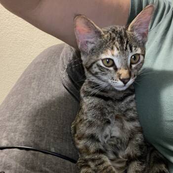 Rescue Domestic Short Hair Cats for Adoption in Rancho Mirage, California - Flopsy | PetCurious