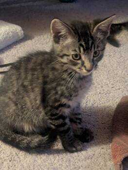 Hunter -  Tabby and Domestic Short Hair Cat for Adoption in Buford, Georgia - Hunter | PetCurious