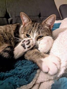 Casper -  Domestic Short Hair Cat for Adoption in Battle Ground, Washington - Casper | PetCurious