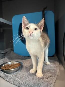 EDMUND -  Domestic Short Hair Cat for Adoption in Leesburg, Virginia - EDMUND | PetCurious