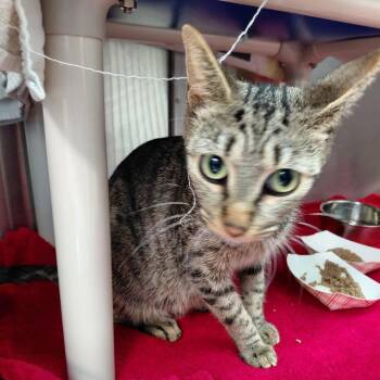 Cherry -  Domestic Short Hair Cat for Adoption in Philadelphia, Pennsylvania - Cherry | PetCurious