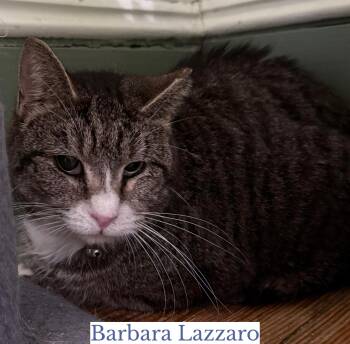 Domestic Short Hair Cats Available for Adoption - Barbara Lazarro | PetCurious