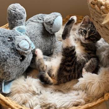 Domestic Medium Hair Cats Available for Adoption in Rochester, Minnesota - Bug | PetCurious