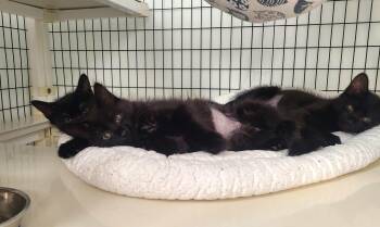 The Straw Hat Pirates -  Domestic Short Hair Cat for Adoption in Kirkland, Washington - The Straw Hat Pirates | PetCurious