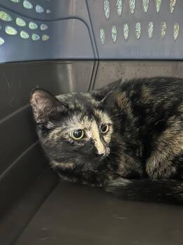 Shelly -  Domestic Short Hair Cat for Adoption in Bolton, Ontario - Shelly | PetCurious