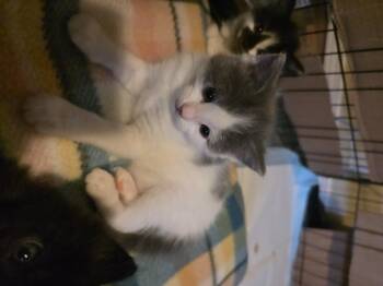Annie Oakley -  Domestic Medium Hair Cat Available for Adoption in Kennewick, Washington - Annie Oakley | PetCurious