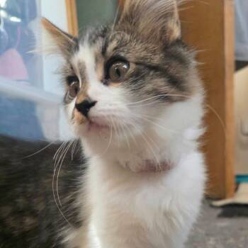 Elf C12527 -  Domestic Medium Hair Cat for Adoption - Elf C12527 | PetCurious