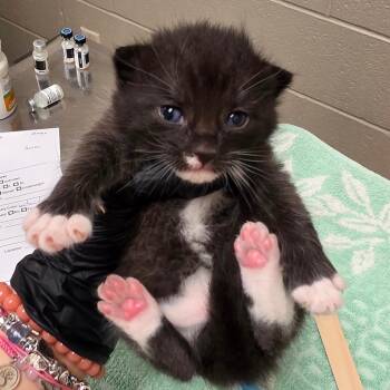 Davis -  Domestic Short Hair Cat for Adoption in Bristol, Indiana - Davis | PetCurious