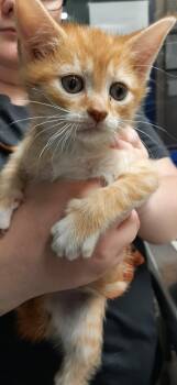 Sebastian -  Domestic Short Hair Cat for Adoption in Georgetown, Ohio - Sebastian | PetCurious