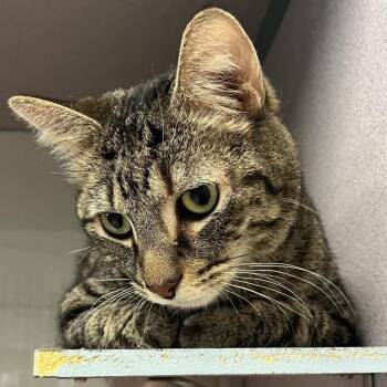 Baron -  Domestic Short Hair Cat for Adoption in Cedar Rapids, Iowa - Baron | PetCurious