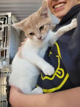 Domestic Short Hair Cats Available for Adoption - Wren | PetCurious