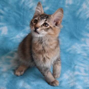 Chiffon -  Domestic Long Hair Cat for Adoption in Eureka, California - Chiffon | PetCurious