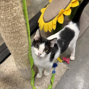 Jade -  Tuxedo Cat for Adoption in York, South Carolina - Jade | PetCurious
