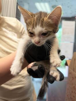 Petrol -  Domestic Short Hair Cat for Adoption in Nashville, Tennessee - Petrol | PetCurious