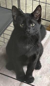 Shadow -  Domestic Short Hair Cat for Adoption in Beckley, West Virginia - Shadow | PetCurious