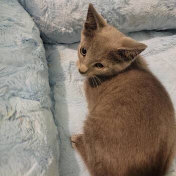 Duke Frappuccino -  Domestic Short Hair Cat Available for Adoption in Durham, North Carolina - Duke Frappuccino | PetCurious