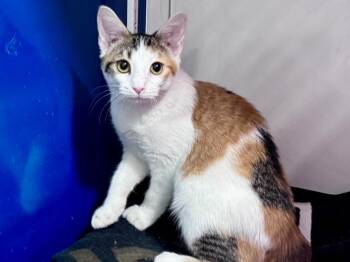 Holly -  Dilute Calico Cat for Adoption in Powell, Ohio - Holly | PetCurious