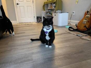 Domestic Short Hair Cats Available for Adoption - Zoey | PetCurious