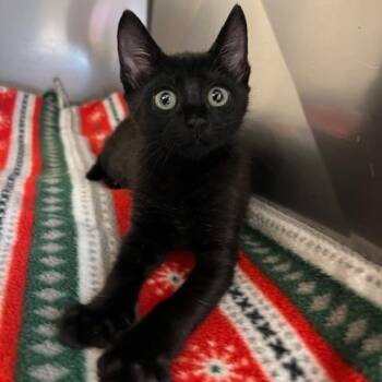 Midnight -  Domestic Short Hair Cat for Adoption in Lake Panasoffkee, Florida - Midnight | PetCurious