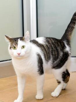 Oliver -  Domestic Short Hair Cat for Adoption in Longmont, Colorado - Oliver | PetCurious