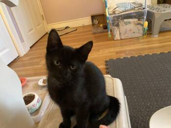 Pedro -  Domestic Short Hair Cat for Adoption in Duxbury, Massachusetts - Pedro | PetCurious