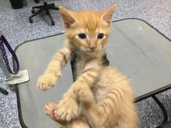 Domestic Short Hair Cats Available for Adoption in Thousand Palms, California - A1913933 | PetCurious