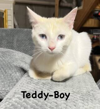 Domestic Short Hair Cats Available for Adoption in Telford, Pennsylvania - Teddy (Snow White Litter) | PetCurious