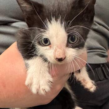 Nico di Angelo -  Domestic Short Hair Cat for Adoption in Clearwater, Florida - Nico Di Angelo | PetCurious