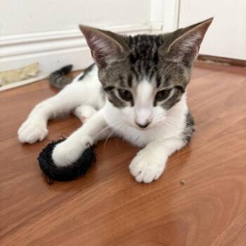 Cosmo - City of Industry Location -  Domestic Short Hair Cat for Adoption in Chino Hills, California - Cosmo - City Of Industry Location | PetCurious