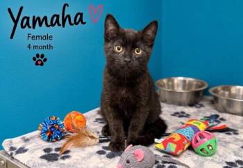 Yamaha - Sweet playful kitten -  Domestic Short Hair Cat for Adoption in Muskego, Wisconsin - Yamaha - Sweet Playful Kitten | PetCurious