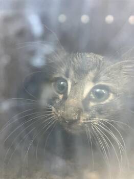 Rescue Domestic Medium Hair Cats for Adoption in Dallas, Texas - PIPER | PetCurious