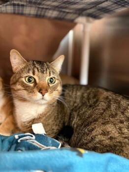 Domestic Short Hair Cats Available for Adoption - Hal | PetCurious