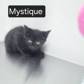 Mystique -  Domestic Short Hair Cat for Adoption in Snow Hill, North Carolina - Mystique | PetCurious