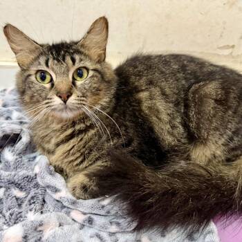 Lily -  Domestic Short Hair Cat for Adoption in NEW PT RICHEY, Florida - Lily | PetCurious