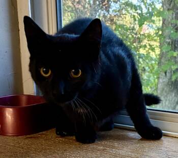 Rescue Domestic Short Hair Cats for Adoption in Louisa, Kentucky - SCRATCH | PetCurious