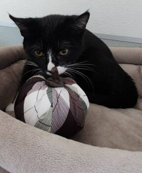 Rescue Domestic Short Hair Cats for Adoption in Roseville, California - Chartreuse | PetCurious