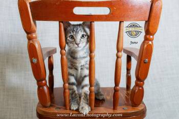 Juno -  Dilute Tortoiseshell and Domestic Short Hair Cat for Adoption in Riverside, California - Juno | PetCurious