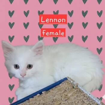 Lennon -  Domestic Long Hair Cat for Adoption in Kittanning, Pennsylvania - Lennon | PetCurious