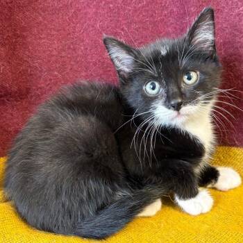 Spike -  Domestic Short Hair Cat for Adoption in Mt. Juliet, Tennessee - Spike | PetCurious