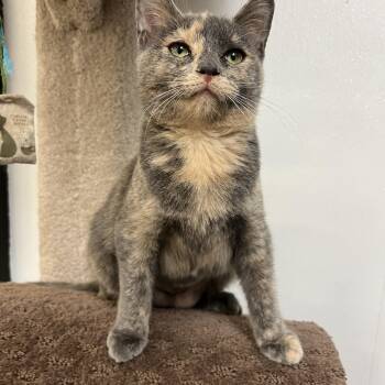 Domestic Short Hair Cats Available for Adoption - Demi | PetCurious