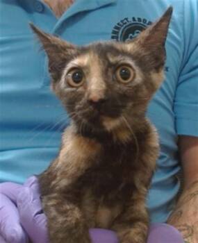 MIMI -  Domestic Short Hair Cat for Adoption in Doral, Florida - MIMI | PetCurious