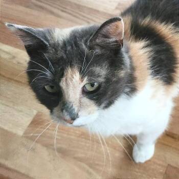 Sally -  Domestic Short Hair Cat for Adoption in Traverse City, Michigan - Sally | PetCurious