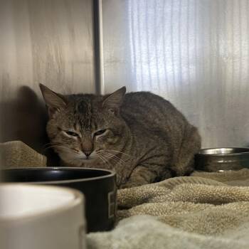 Domestic Short Hair Cats Available for Adoption in Auburn, Alabama - Oliver | PetCurious
