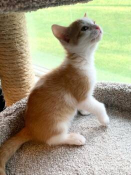 Monday -  Domestic Short Hair Cat Available for Adoption in Pasco, Washington - Monday | PetCurious