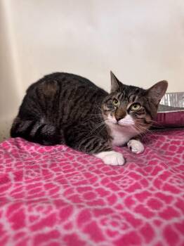 Neville -  Domestic Short Hair Cat for Adoption in Waterloo, Iowa - Neville | PetCurious