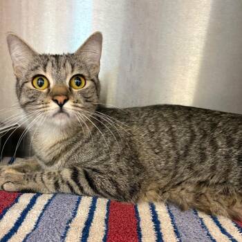 Domestic Short Hair Cats Available for Adoption - Twinkle | PetCurious