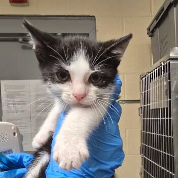 Cow -  Domestic Short Hair Cat for Adoption in Concord, North Carolina - Cow | PetCurious
